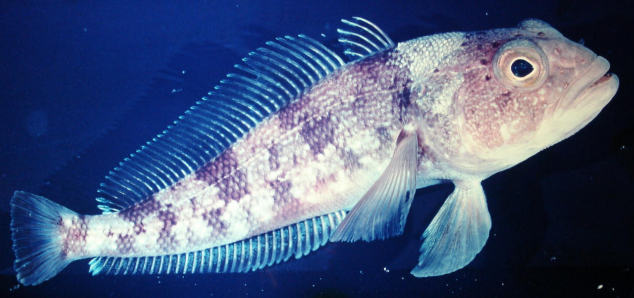 Trematomus bernacchii